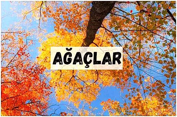AĞAÇLAR
