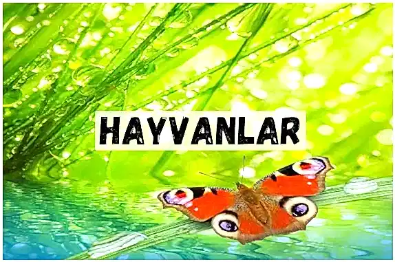 HAYVANLAR