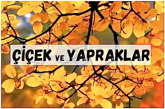 ÇİÇEK YAPRAK